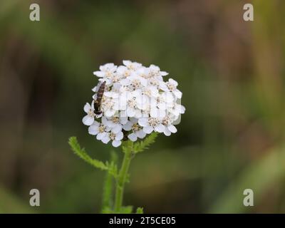 Eine hoverfly sitzt auf dem weißen Blütenstand einer Schafgarbe Stockfoto