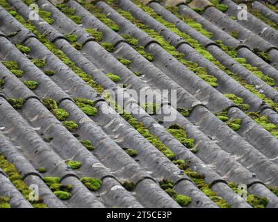 Grünes Mooskissen, das auf einem Dach aus grauen Wellasbestplatten wächst Stockfoto