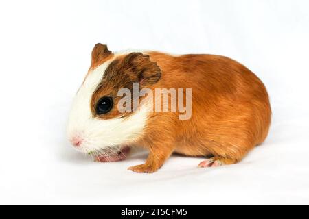 Rothaarig mit weißen Flecken Meerschweinchen auf einem weißen Wandhintergrund. Stockfoto