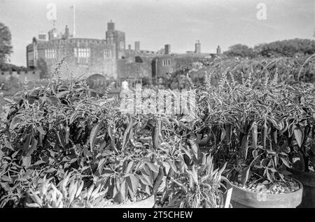 Gärten von Walmer Castle. In der Nähe von Deal in Kent, erbaut 15139-1540 und ehemaliges Haus der Königin Mutter Stockfoto