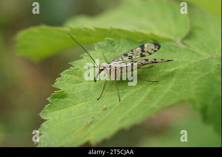 Natürliche Nahaufnahme einer deutschen Skorpionfliege, Panorpa germanica, die auf einem grünen Blatt sitzt Stockfoto