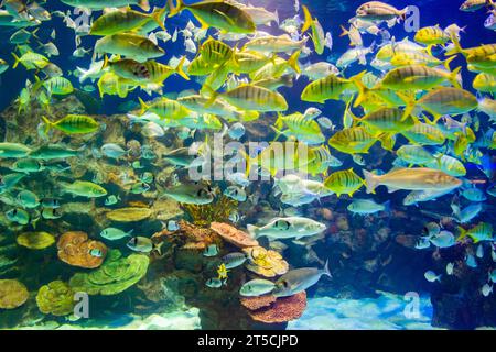 Unterwasserbild von tropischen Fischen und Stachelrochen Schwimmen, Blick auf die Unterwasserwelt, Istanbul City Aquarium Stockfoto