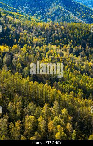 Von oben auf immergrünen Bäumen im Wald auf dem Berg in Altai, Russland Stockfoto
