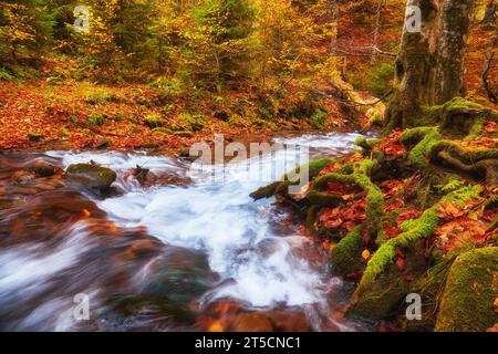 Ein schmaler Gebirgsfluss fließt schnell durch einen bezaubernden Herbstbuchenwald und schafft eine faszinierende Szene. Die leuchtenden Farben des Herbstes spiegeln sich auf t wider Stockfoto