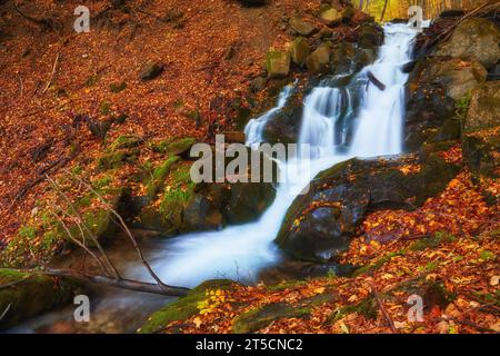 Ein schmaler Gebirgsfluss fließt schnell durch einen bezaubernden Herbstbuchenwald und schafft eine faszinierende Szene. Die leuchtenden Farben des Herbstes spiegeln sich auf t wider Stockfoto