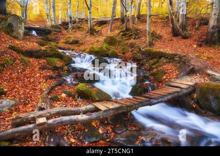 Ein schmaler Gebirgsfluss fließt schnell durch einen bezaubernden Herbstbuchenwald und schafft eine faszinierende Szene. Die leuchtenden Farben des Herbstes spiegeln sich auf t wider Stockfoto