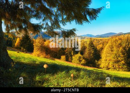 Tauchen Sie ein in die bezaubernde Symphonie des Herbstes, während Sie die majestätischen Karpaten erkunden. Im Vordergrund ein leuchtend grüner Teppich aus g Stockfoto