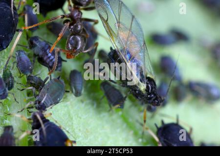 Schwarze Gartenameise (Lasius niger), die Honigtau von Blattlaus der schwarzen Bohnen, Schwarzfliege (Aphis fabae) teilt. Stockfoto