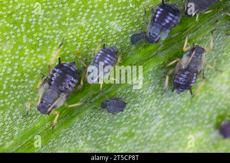 Blattlaus aus der schwarzen Bohnen, Aphis fabae, Befall am Blatt der Kapuzinerkresse. Stockfoto