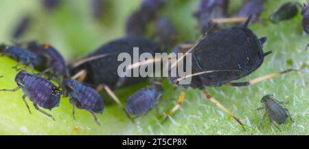 BlackFly Blattläuse auf Kapuzinerkresse Blatt Aphis fabae Stockfoto