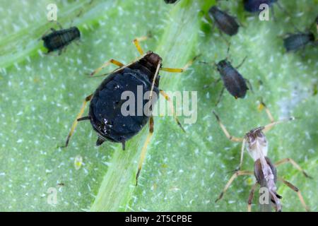 Eine Familie von Aphis Fabae Blattläuse (schwarze Bohnen-Blattlaus) an einer Pflanze Stockfoto