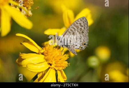 Zebrablau, lang's Kurzschwanzblau, Leptotes pirithous, Schmetterling, auf gelber Blume, Spanien. Stockfoto