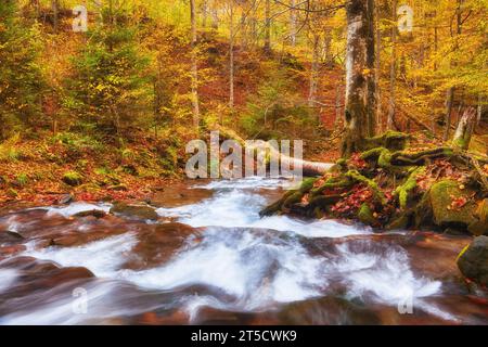 Ein schmaler Gebirgsfluss fließt schnell durch einen bezaubernden Herbstbuchenwald und schafft eine faszinierende Szene. Die leuchtenden Farben des Herbstes spiegeln sich auf t wider Stockfoto