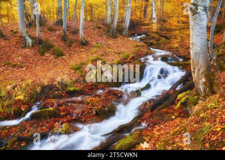 Ein schmaler Gebirgsfluss fließt schnell durch einen bezaubernden Herbstbuchenwald und schafft eine faszinierende Szene. Die leuchtenden Farben des Herbstes spiegeln sich auf t wider Stockfoto