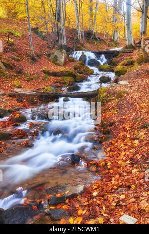 Ein schmaler Gebirgsfluss fließt schnell durch einen bezaubernden Herbstbuchenwald und schafft eine faszinierende Szene. Die leuchtenden Farben des Herbstes spiegeln sich auf t wider Stockfoto