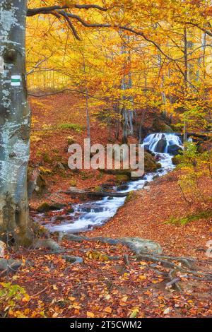 Ein schmaler Gebirgsfluss fließt schnell durch einen bezaubernden Herbstbuchenwald und schafft eine faszinierende Szene. Die leuchtenden Farben des Herbstes spiegeln sich auf t wider Stockfoto