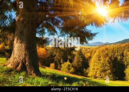 Tauchen Sie ein in die bezaubernde Symphonie des Herbstes, während Sie die majestätischen Karpaten erkunden. Im Vordergrund ein leuchtend grüner Teppich aus g Stockfoto