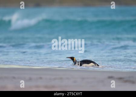 Königspinguin (Aptenodytes patagonicus) kommt nach der Fütterung auf See am Volunteer Point auf den Falklandinseln an Land. Stockfoto