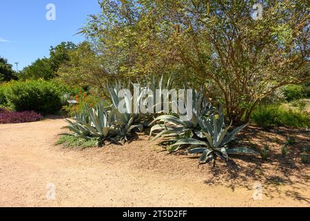 McGovern Garden Falls im Hermann Park. Houston, Texas, USA Stockfoto