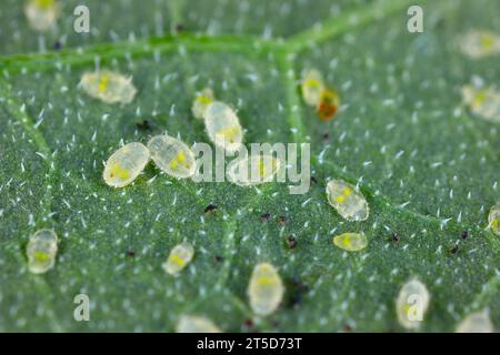 Glasshouse White Fly (Trialeurodes vaporarium) Larven auf grünem Blatt. Stockfoto