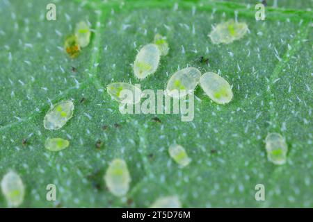 Gewächshausweißfliege Trialeurodes vaporariorum auf der Unterseite von Tomatenblättern. Stockfoto