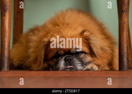 Roter Pekingeser Hund liegt unter einem Stuhl und ruht zu Hause, Haustier Stockfoto