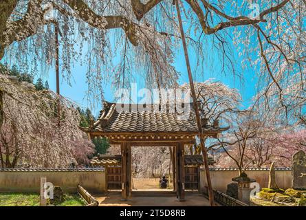 saitama, chichibu - 20. märz 2023: Wunderschöner Shidarezakura-Trauerkirschbaum namens Edohiganzakura mit Blick auf ein buddhistisches Tempeltor Stockfoto