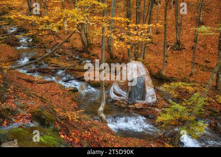 Ein schmaler Gebirgsfluss fließt schnell durch einen bezaubernden Herbstbuchenwald und schafft eine faszinierende Szene. Die leuchtenden Farben des Herbstes spiegeln sich auf t wider Stockfoto