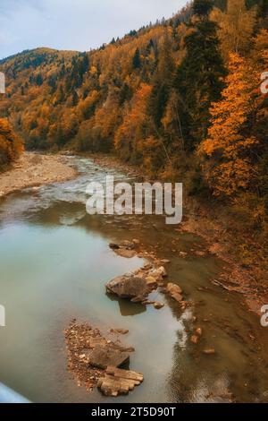 Ein schmaler Gebirgsfluss fließt schnell durch einen bezaubernden Herbstbuchenwald und schafft eine faszinierende Szene. Die leuchtenden Farben des Herbstes spiegeln sich auf t wider Stockfoto