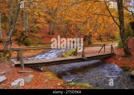 Tauchen Sie ein in die Ruhe des Herbstes, während Sie eine malerische Waldszene erleben. Ein kleiner Gebirgsbach schlängelt sich anmutig durch die Vibran Stockfoto