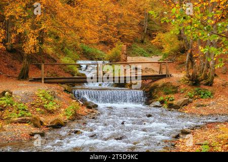 Tauchen Sie ein in die Ruhe des Herbstes, während Sie eine malerische Waldszene erleben. Ein kleiner Gebirgsbach schlängelt sich anmutig durch die Vibran Stockfoto