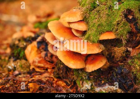 Dieses fesselnde Nahaufnahme-Foto zeigt die bezaubernde Welt der Minipilze, die auf dem Baumstamm gedeihen, begleitet von leuchtendem grünem Moos. Stockfoto