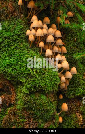 Dieses fesselnde Nahaufnahme-Foto zeigt die bezaubernde Welt der Minipilze, die auf dem Baumstamm gedeihen, begleitet von leuchtendem grünem Moos. Stockfoto