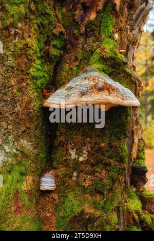 Dieses fesselnde Nahaufnahme-Foto zeigt die bezaubernde Welt der Minipilze, die auf dem Baumstamm gedeihen, begleitet von leuchtendem grünem Moos. Stockfoto