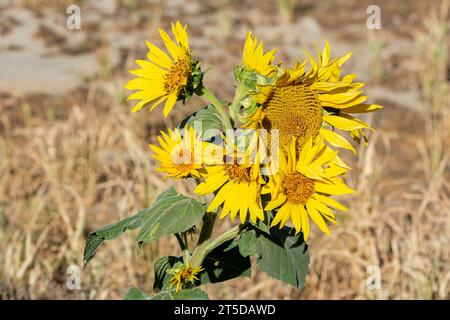 Die kalifornische Sonnenblume (Helianthus californicus), die hier in der Mojave-Wüste zu sehen ist, stammt aus Kalifornien und Baja California in Mexiko. Stockfoto