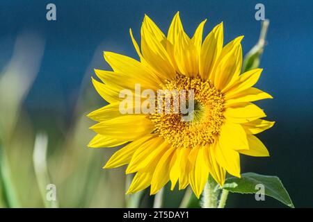 Die kalifornische Sonnenblume (Helianthus californicus), die hier in der Mojave-Wüste zu sehen ist, stammt aus Kalifornien und Baja California in Mexiko. Stockfoto