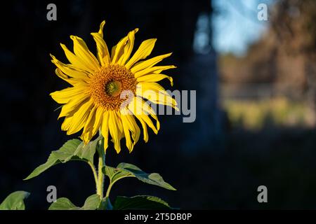 Die kalifornische Sonnenblume (Helianthus californicus), die hier in der Mojave-Wüste zu sehen ist, stammt aus Kalifornien und Baja California in Mexiko. Stockfoto