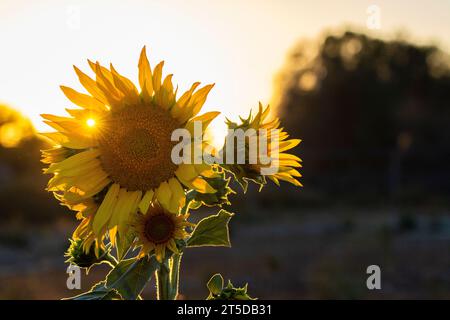 Die kalifornische Sonnenblume (Helianthus californicus), die hier in der Mojave-Wüste zu sehen ist, stammt aus Kalifornien und Baja California in Mexiko. Stockfoto