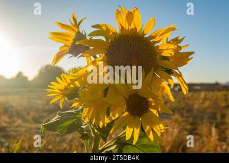 Die kalifornische Sonnenblume (Helianthus californicus), die hier in der Mojave-Wüste zu sehen ist, stammt aus Kalifornien und Baja California in Mexiko. Stockfoto