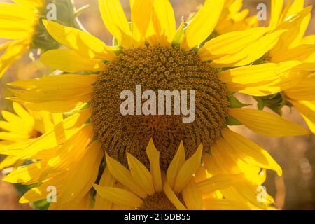 Die kalifornische Sonnenblume (Helianthus californicus), die hier in der Mojave-Wüste zu sehen ist, stammt aus Kalifornien und Baja California in Mexiko. Stockfoto