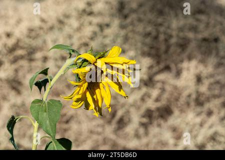 Eine welkende kalifornische Sonnenblume (Helianthus californicus), die hier in der Mojave-Wüste zu sehen ist, stammt aus Kalifornien und Baja California in Mexiko. Stockfoto