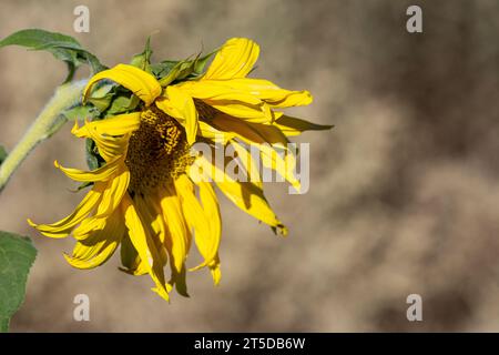 Eine welkende kalifornische Sonnenblume (Helianthus californicus), die hier in der Mojave-Wüste zu sehen ist, stammt aus Kalifornien und Baja California in Mexiko. Stockfoto