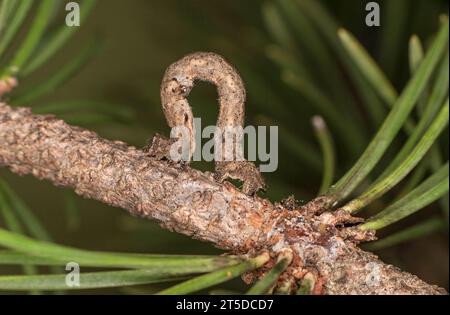 Raupe der Motte Weide Beauty (Peribatodes rhomboidaria), Wallis, Schweiz Stockfoto