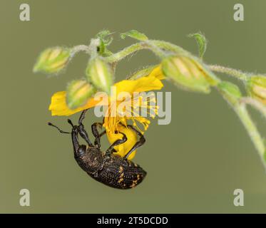 Großer Kiefernkäfer ( (Hylobius abietis), Wallis, Schweiz Stockfoto