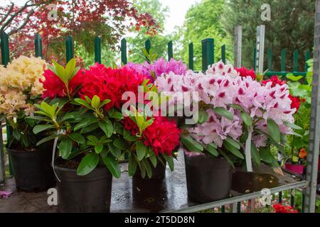 Fantastische Rhododenronsträucher in Blüte zum Verkauf in einer kleinen Pflanzenzüchtung in Berlin in Kreuzberg neben dem Botanischen Garten. Erstaunlicher japanischer Ahornbaum i Stockfoto