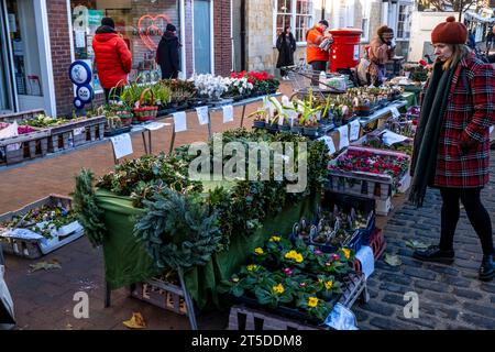 Ein Verkaufsstand mit traditionellen Weihnachtspflanzen, High Street, Lewes, East Sussex, Großbritannien Stockfoto