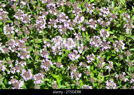 Thymian (Thymus serpyllum) blüht in der Wildnis im Sommer Stockfoto