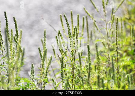 Im Sommer wächst Ragweed (Ambrosia artemisiifolia) in freier Wildbahn Stockfoto