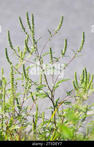 Im Sommer wächst Ragweed (Ambrosia artemisiifolia) in freier Wildbahn Stockfoto