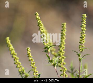 Im Sommer wächst Ragweed (Ambrosia artemisiifolia) in freier Wildbahn Stockfoto